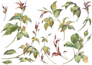 Gül çalılarının genç filizleri. Suluboya gül tomurcukları ve dallar. Botanik el çizimi çizimi.