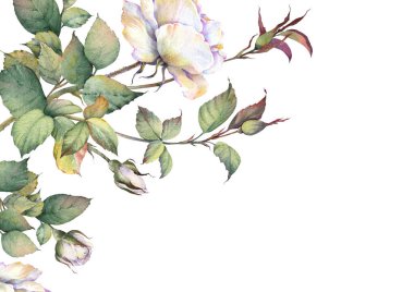 Beyaz güllü çiçek kartı. Düğün, doğum günü ya da tatil kartı şablonu. Eski tarzda suluboya çizimi.