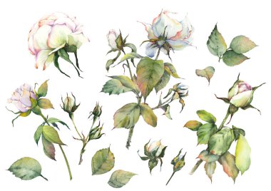 Beyaz gül çiçekleri ve tomurcukları. Botanik klip sanatı. El çizimi suluboya çizimi.