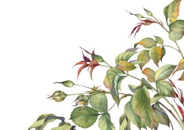 Yeşil dallı çiçek kartı. Davetiye, düğün, doğum günü ya da yıldönümü kartı şablonu. Elle boyanmış suluboya resim.