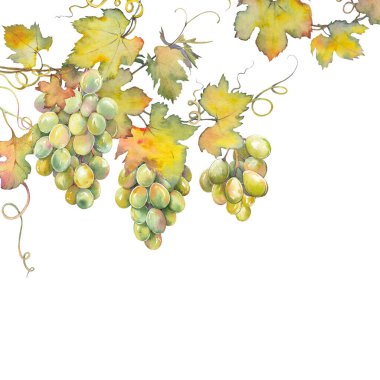 Yeşil üzümlü kare kart. Elle boyanmış suluboya resim.