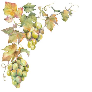 Bir dal yeşil üzüm yaprağı. İzole klipsli sanat. Elle boyanmış suluboya resim.