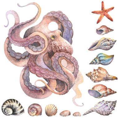 Ahtapot ve deniz kabukları suluboya. El boyaması deniz yaban hayatı çizimleri..