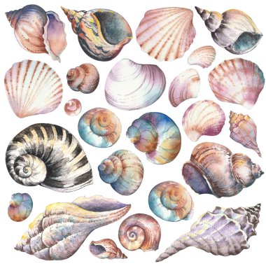 Deniz kabuğu koleksiyonu. Elle boyanmış suluboya resim.