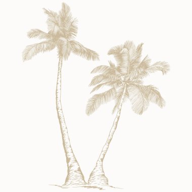 Çizgi Sanatı tarzında zarif palmiye ağaçları. Asgari botanik vektör baskılar, markalaşma, ambalaj ve modern tasarım projeleri için mükemmel.