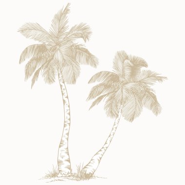 Çizgi Sanatı tarzında zarif bir palmiye ağacı. Asgari botanik vektör baskılar, markalaşma, ambalaj ve modern tasarım projeleri için mükemmel.