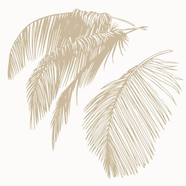 El yapımı el yapımı palmiye yaprakları. Baskı, damgalama, paketleme ve modern tasarım projeleri için mükemmel minimalist tropikal botanik vektörü.