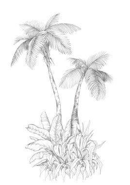 Tropik palmiye ağacı. Beyaz arka planda tek kalem çizimi. El çizimi illüstrasyon.