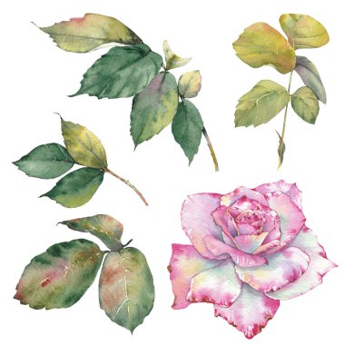 Suluboya pembe gül çizimi, botanik hassasiyetle elle boyanmış. Düğün davetiyeleri, markalaşma, ambalaj, tebrik kartları, hatıra defteri ve diğer tasarım projeleri için harika..