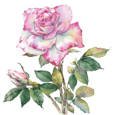 Pembe bir gül çiçeğinin yüksek kaliteli suluboya çizimi. El boyaması botanik sanatı, beyaz arka planda izole edilmiş. Düğün davetiyeleri, markalaşma, ambalaj, kartlar, yapıştırma kitabı ve diğer yaratıcı tasarım projeleri için mükemmel..
