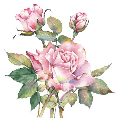 Pembe bir gül çiçeğinin suluboya çizimi. El boyaması botanik klip sanatı. Düğün davetiyeleri, markalaşma, ambalaj, kartlar, yapıştırma kitabı ve diğer yaratıcı tasarım projeleri için mükemmel..