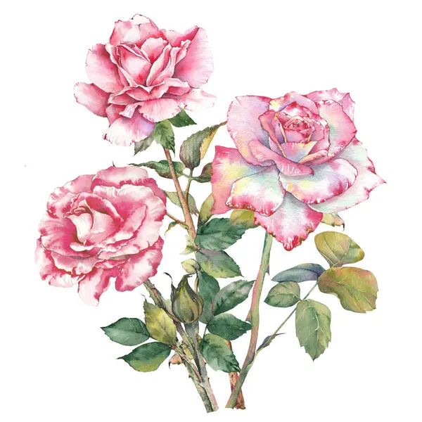 Pembe gül çiçeklerinin suluboya çizimi. El boyaması botanik klip sanatı. Düğün davetiyeleri, markalaşma, kartlar, hatıra defteri ve diğer yaratıcı tasarım projeleri için mükemmel..