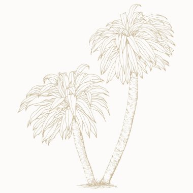 Yucca Palmiye Ağacı Çizgi Sanat Tarzı. Asgari botanik vektör baskılar, markalaşma, ambalaj ve modern tasarım projeleri için mükemmel.