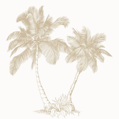 Tropik bitki klipsi sanatı. Tasarım için elle çizilmiş yalıtılmış element. Çizgi sanatı tarzında botanik illüstrasyon.