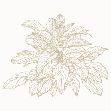 Tropik bitki klipsi sanatı. Tasarım için elle çizilmiş yalıtılmış element. Çizgi sanatı tarzında botanik illüstrasyon.