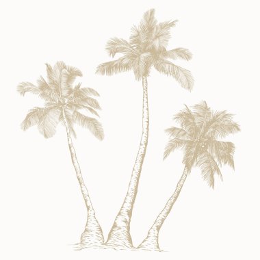 Çizgi Sanatı tarzında zarif bir palmiye ağacı. Asgari botanik vektör baskılar, markalaşma, ambalaj ve modern tasarım projeleri için mükemmel.