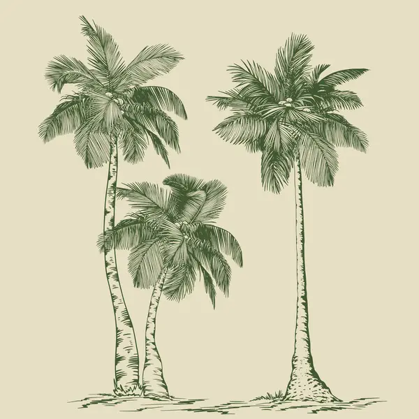 Tropik hindistan cevizi palmiyeleri. Tasarım için elle çizilmiş yeşil elementler. Çizgi sanatı tarzında botanik illüstrasyon.