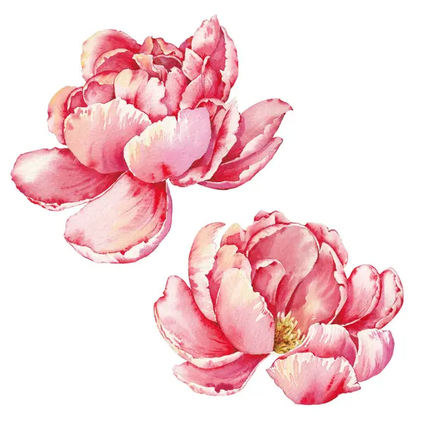 Pembe Şakayık Clip Sanatı. Suluboya Çiçek Düzenleme. El boyaması, izole edilmiş çizim.