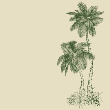 Tropik hindistan cevizi palmiyeleri. Tasarım için elle çizilmiş yeşil elementler. Çizgi sanatı tarzında botanik illüstrasyon.