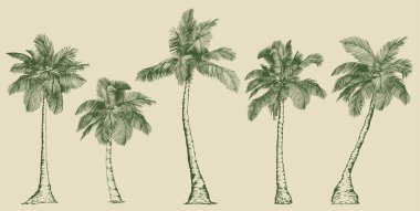 Çizgi Sanatı tarzında zarif palmiye ağaçları. Asgari botanik vektör baskılar, markalaşma, ambalaj ve modern tasarım projeleri için mükemmel.