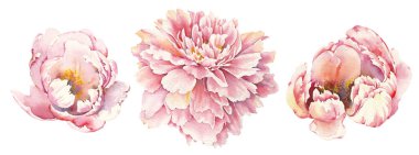 Pembe Şakayık Clip Sanatı. Suluboya Çiçek Koleksiyonu. El boyaması, izole edilmiş çizim.