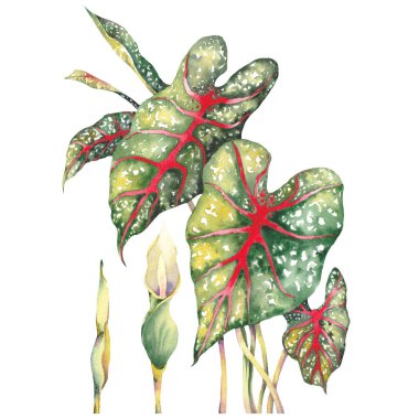 Tropik kaladyum santrali. Suluboya yeşil yapraklar, elle boyanmış resimler..