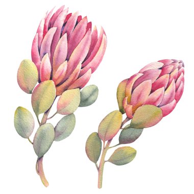 Protea çiçeklerinin suluboya çizimi. El boyaması botanik klip sanatı. Düğün davetiyeleri, markalaşma, ambalaj, kartlar, yapıştırma kitabı ve diğer yaratıcı tasarım projeleri için mükemmel..