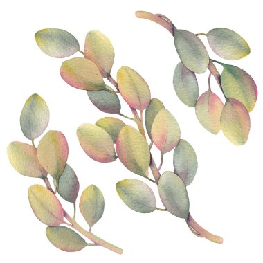 Elle boyanmış ayrı suluboya protea yaprakları koleksiyonu. Yumuşak yeşil tonları olan narin botanik klima elementleri. Çiçek kompozisyonları, düğün davetiyeleri, markalaşma, ambalaj ve DIY tasarım projeleri için mükemmel..