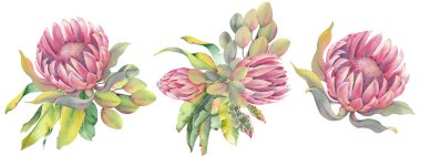 Protea çiçeklerinin suluboya çizimi. El boyaması botanik klip sanatı. Düğün davetiyeleri, markalaşma, ambalaj, kartlar, yapıştırma kitabı ve diğer yaratıcı tasarım projeleri için mükemmel..