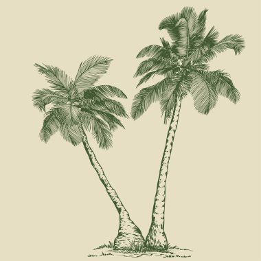 Çizgi Sanatı tarzında zarif palmiye ağaçları. Asgari botanik vektör baskılar, markalaşma, ambalaj ve modern tasarım projeleri için mükemmel.