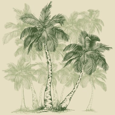 Çizgi Sanatı tarzında zarif palmiye ağaçları. Asgari botanik vektör çizimi baskılar, markalaşma, paketleme ve modern tasarım projeleri için mükemmeldir..