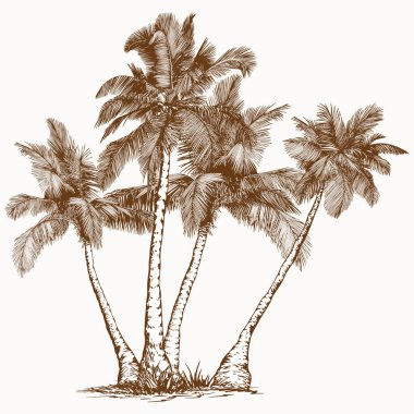 Çizgi Sanatı tarzında zarif palmiye ağaçları. Asgari botanik vektör baskılar, markalaşma, ambalaj ve modern tasarım projeleri için mükemmel.