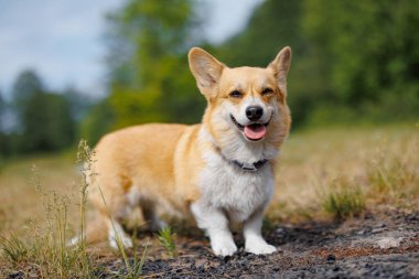 İlginç bir köpek, neşeli bir köpek yavrusu Doğanın canlı sarmalamalarında şaha kalkmış bir şekilde büyük açık havayı keşfeder..!