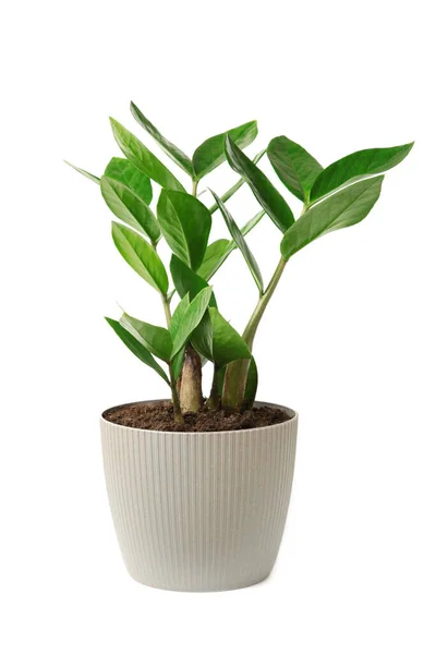 stock image Home plant Zamioculcas, also known as Zanzibar gem in home interior with copy space