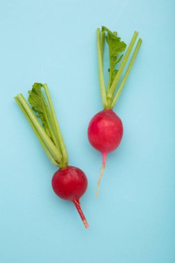Mavi arka planda yaprakları olan kırmızı turp. Düz yatıyordu. Üst görünüm