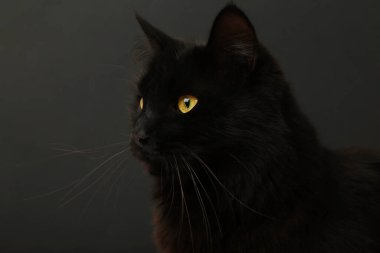 Siyah arka planda parlak sarı gözlü kara kedi. Üst görünüm