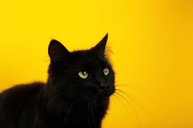 Sarı arka planda parlak sarı gözlü kara kedi. Mutlu Cadılar Bayramı