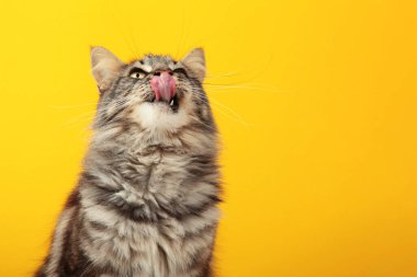 Güzel siyah bir kedi iştahla dudaklarını yalıyor. Sarı arka planda gri bir kedi. Kedi maması reklamı, dengeli kedi maması, hayvan bakımı. Üst görünüm