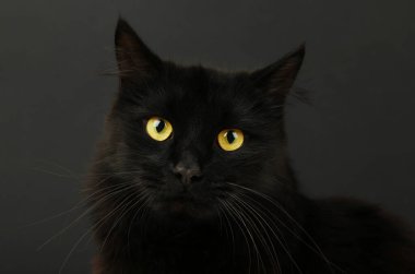 Siyah arka planda parlak sarı gözlü kara kedi. Üst görünüm