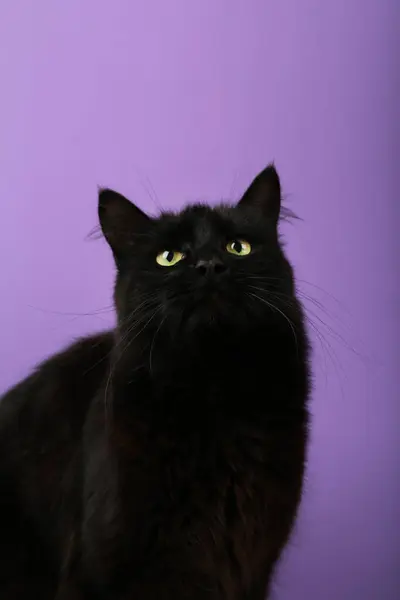 紫色背景的黑猫 有明亮的黄色眼睛 万圣节快乐垂直照片 — 图库照片