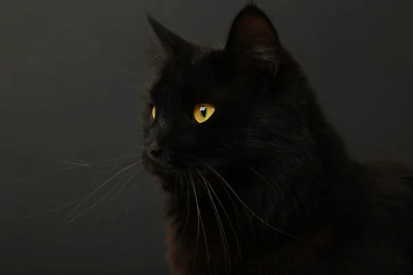 明るい黄色の目を持つ黒い背景の黒い猫 トップビュー — ストック写真