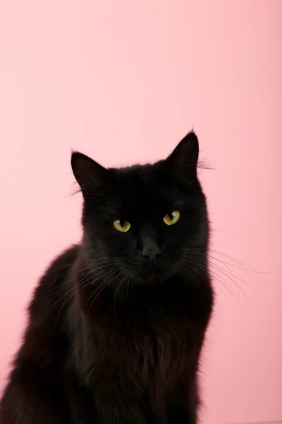 Black Cat Pink Background Bright Yellow Eyes Top View — Stock Photo, Image