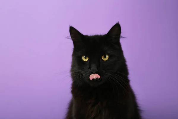 Красивый Чёрный Кот Аппетитно Облизывает Губы Черная Кошка Фиолетовом Фоне — стоковое фото