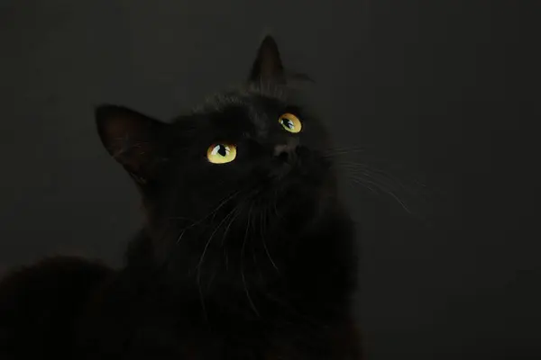 Musta Kissa Mustalla Taustalla Kirkkaan Keltaiset Silmät Yläkuva — kuvapankkivalokuva