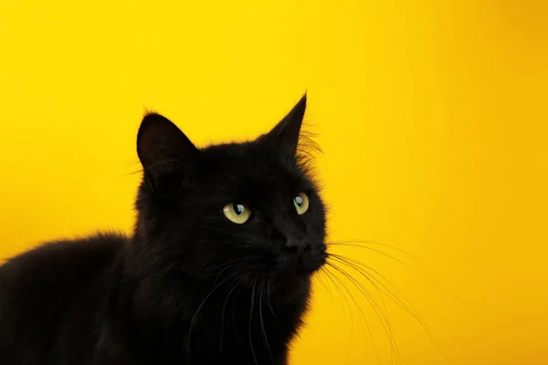 Gatto Nero Sfondo Giallo Con Occhi Gialli Brillanti Buon Halloween — Foto Stock