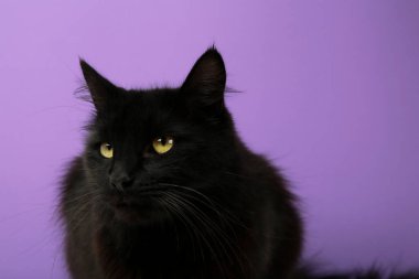 Black cat on violet background with bright yellow eyes. Happy Halloween clipart