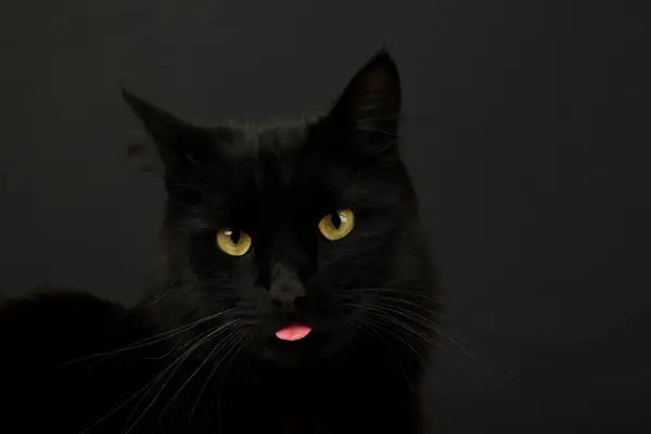 A beautiful black cat is licking his lips appetitively. A black cat on a black background. Advertising of cat food, balanced cat food, pet care. Top view