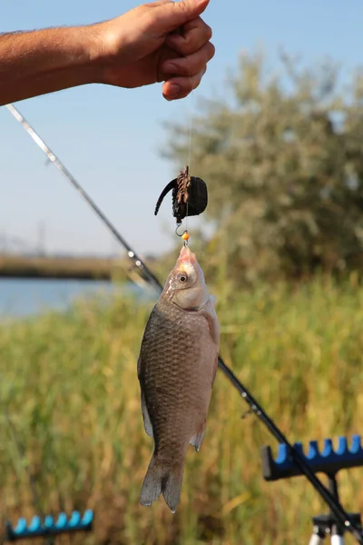 Caught fish hanging on fishing rod close-up photo, lake in the background, outdoors. focus on fish. hobby, activity, leisure, fishing concept. copy space. Top view