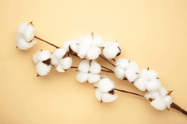 Beautiful cotton branch on blue background. Delicate white cotton flowers. Flat lay