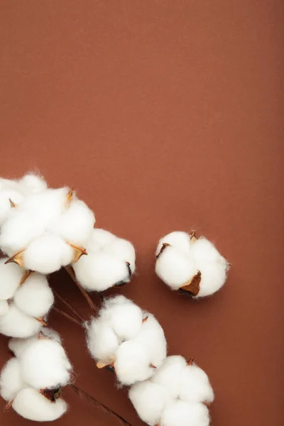 Beautiful cotton branch on brown background. Delicate white cotton flowers. Vertical photo. Flat lay